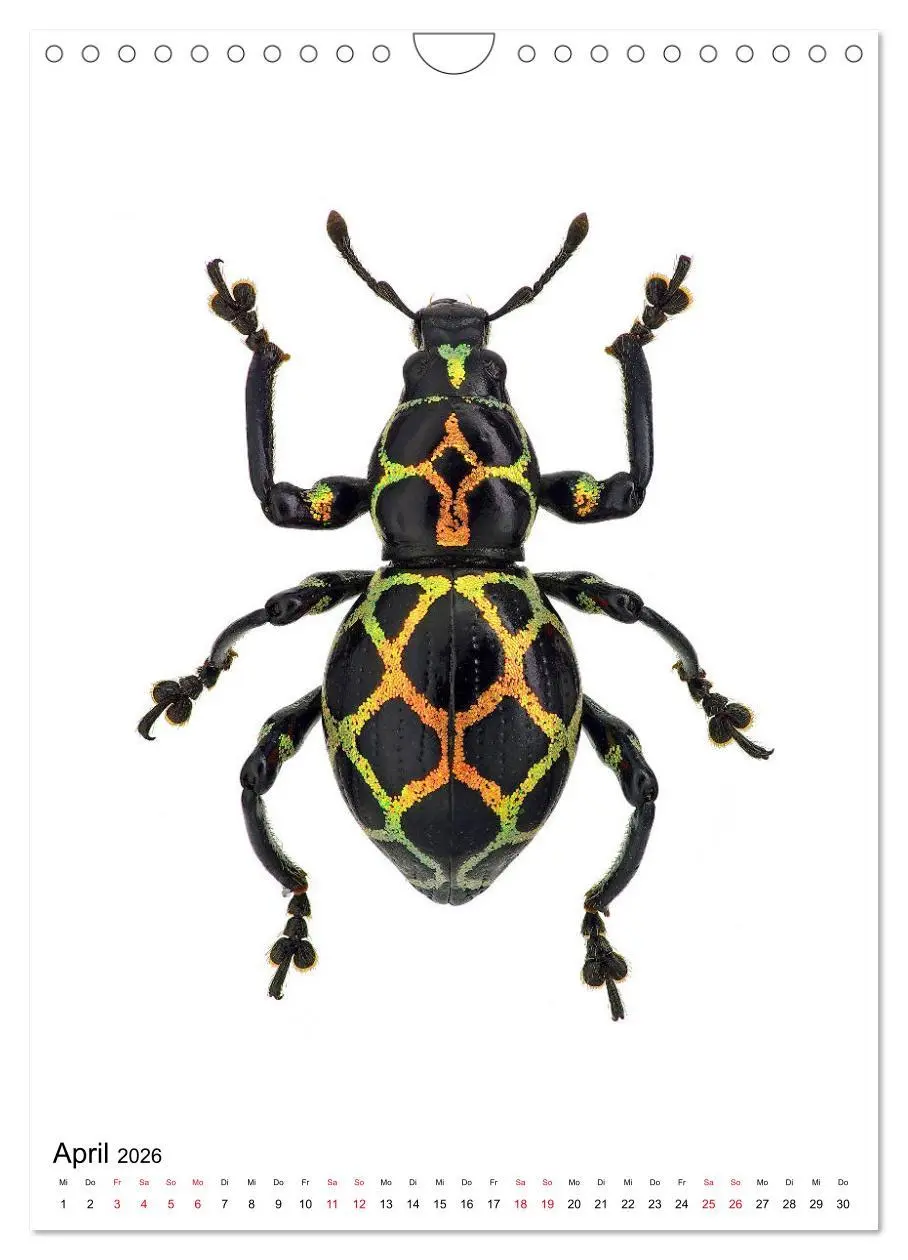 Bild: 9783516406818 | Die schönsten Insekten (Wandkalender 2026 DIN A4 hoch), CALVENDO...