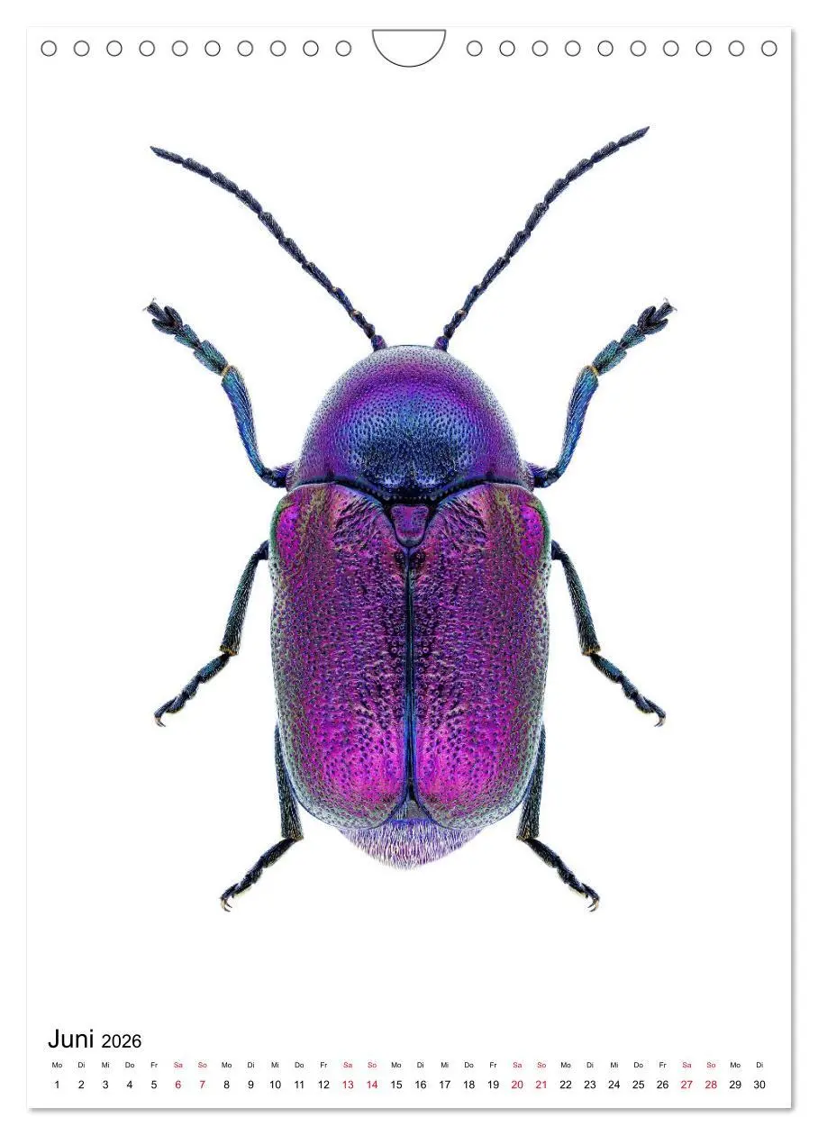 Bild: 9783516406818 | Die schönsten Insekten (Wandkalender 2026 DIN A4 hoch), CALVENDO...