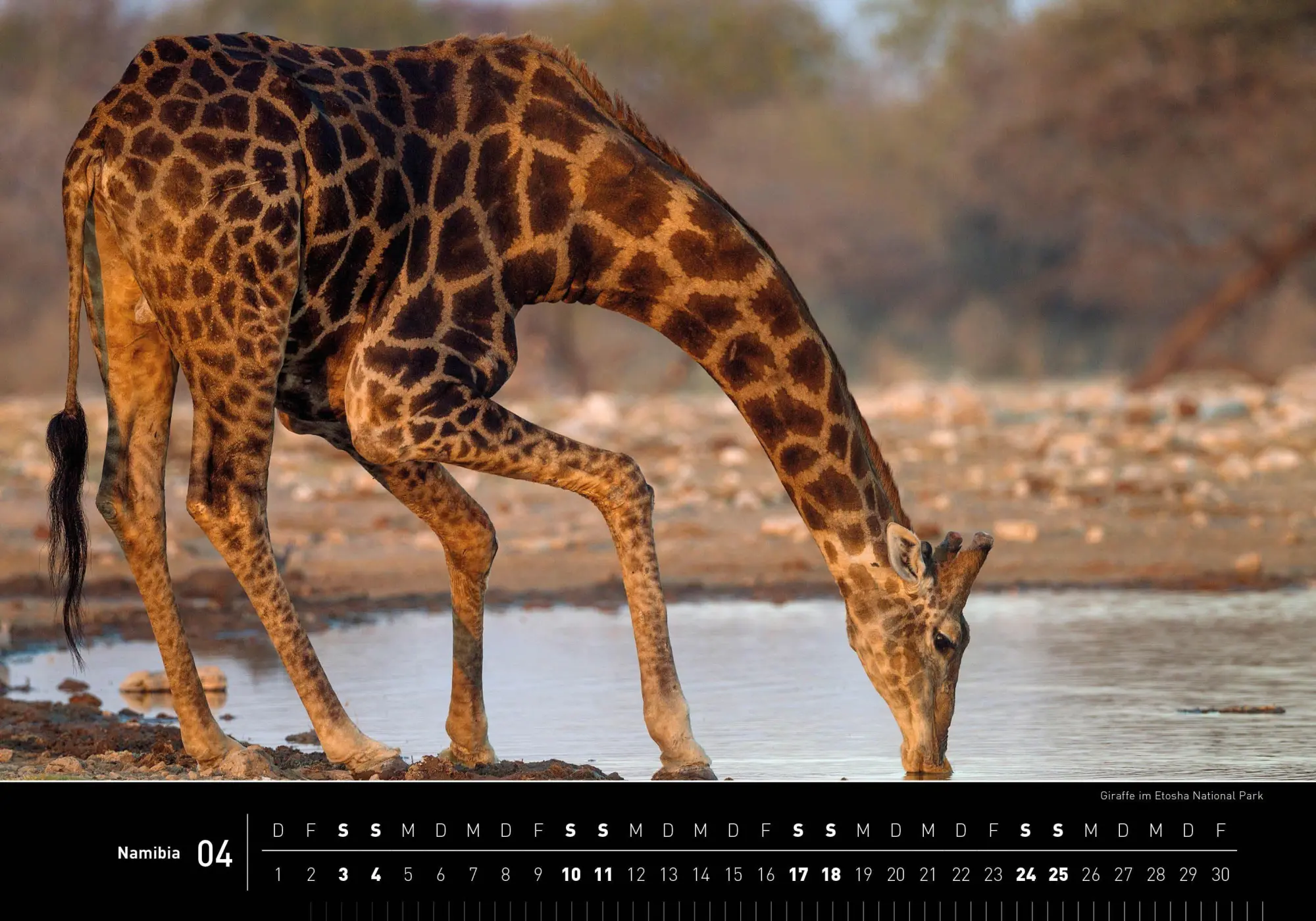 Bild: 9783968556918 | Namibia Premiumkalender 2027 | Thomas Dressler | Kalender | 14 S.