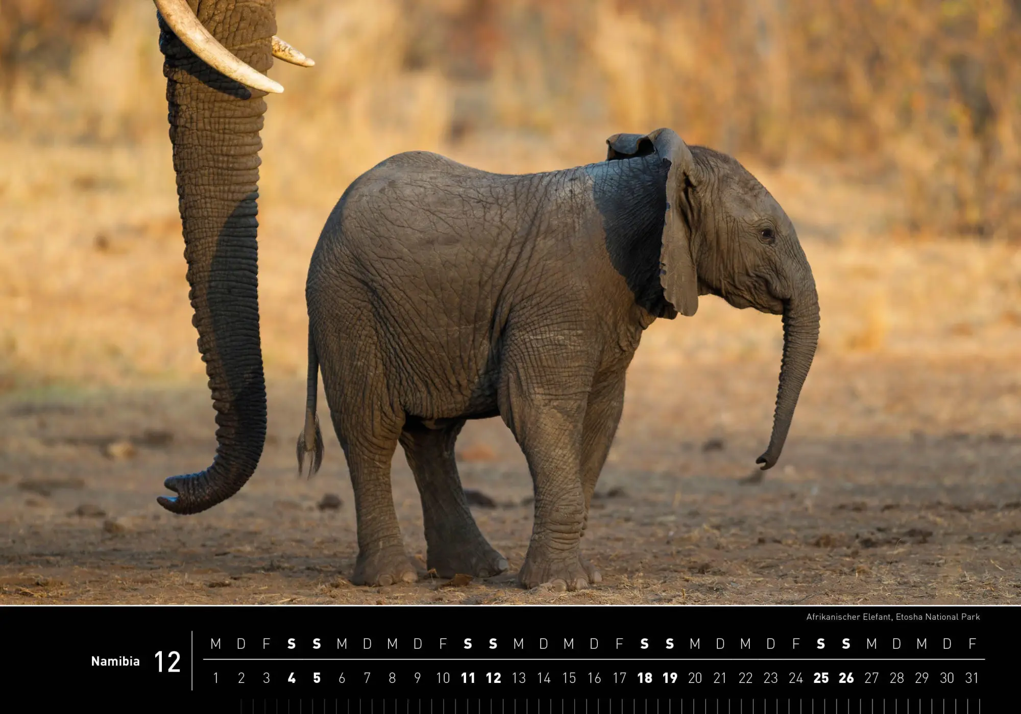Bild: 9783968556918 | Namibia Premiumkalender 2027 | Thomas Dressler | Kalender | 14 S.