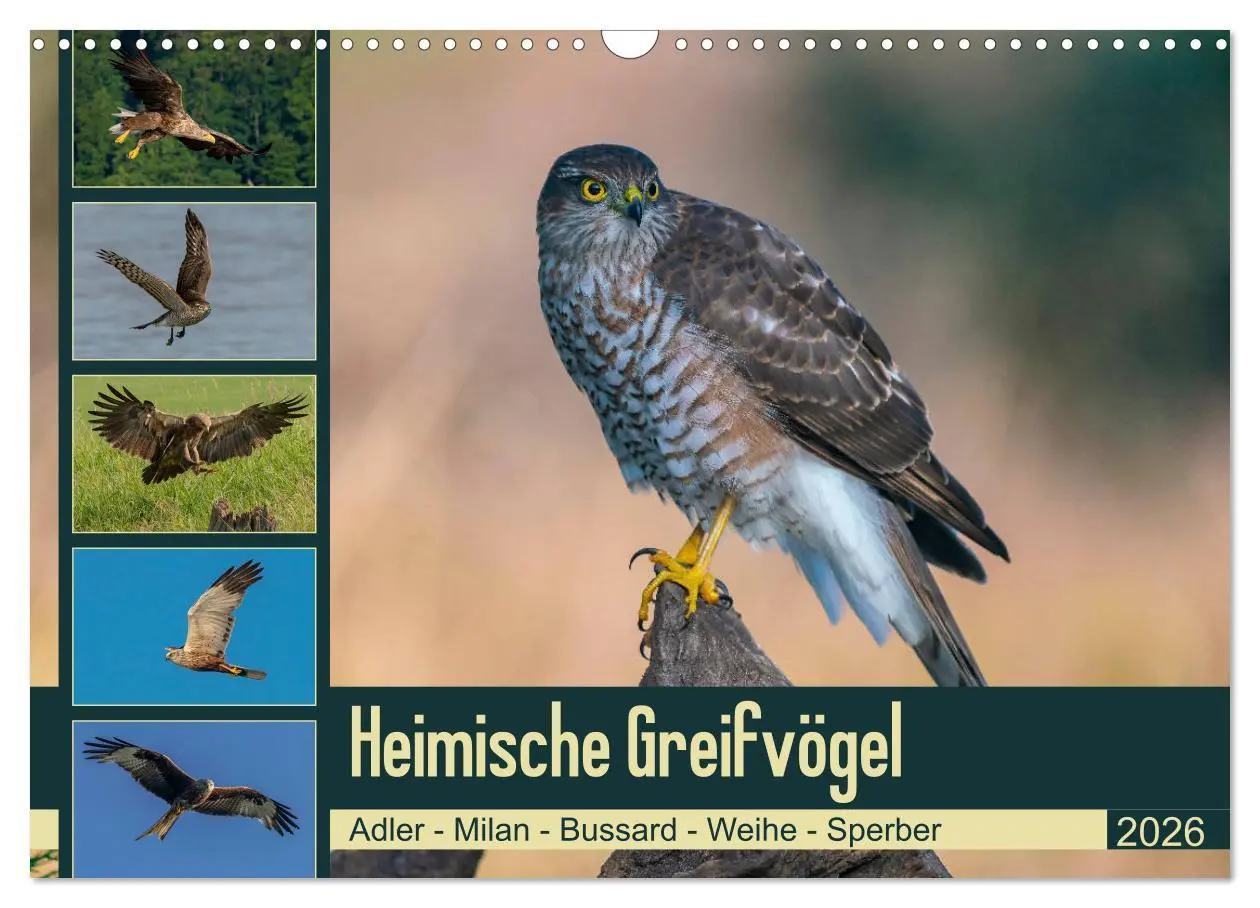 Cover: 9783457677018 | Heimische GREIFVÖGEL Adler Milan Bussard Weihe Sperber...