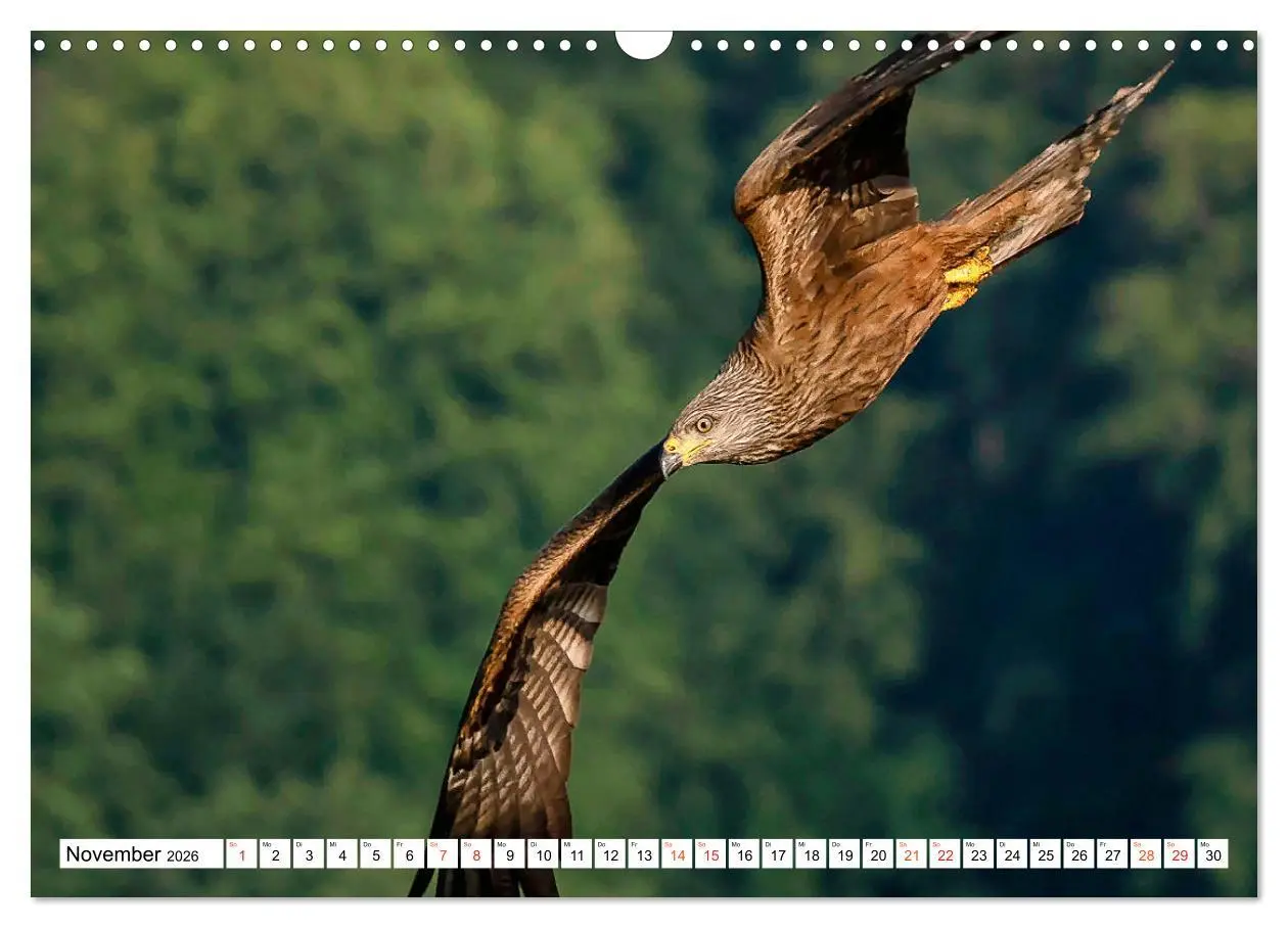 Bild: 9783457677018 | Heimische GREIFVÖGEL Adler Milan Bussard Weihe Sperber...