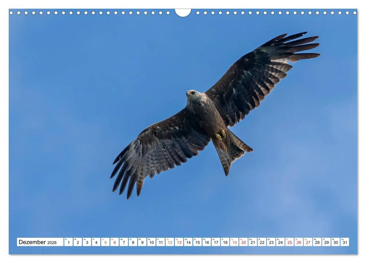 Bild: 9783457677018 | Heimische GREIFVÖGEL Adler Milan Bussard Weihe Sperber...