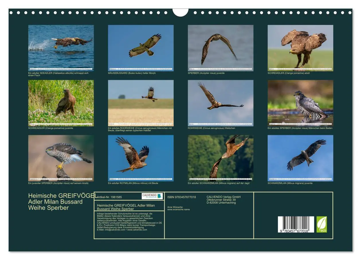 Bild: 9783457677018 | Heimische GREIFVÖGEL Adler Milan Bussard Weihe Sperber...