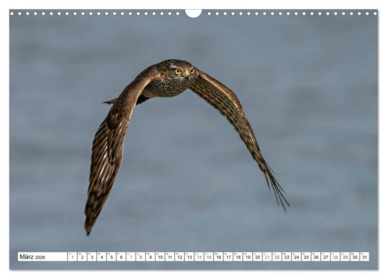 Bild: 9783457677018 | Heimische GREIFVÖGEL Adler Milan Bussard Weihe Sperber...