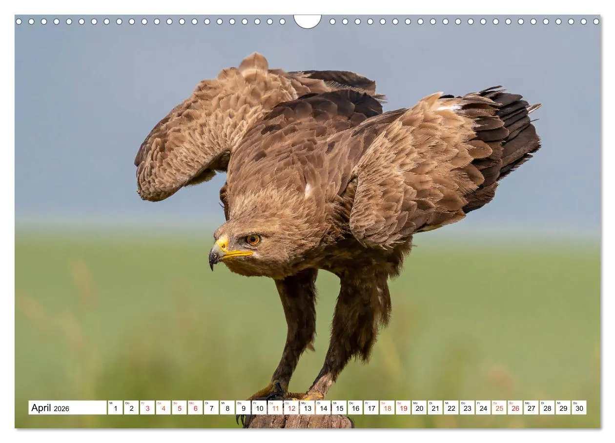 Bild: 9783457677018 | Heimische GREIFVÖGEL Adler Milan Bussard Weihe Sperber...