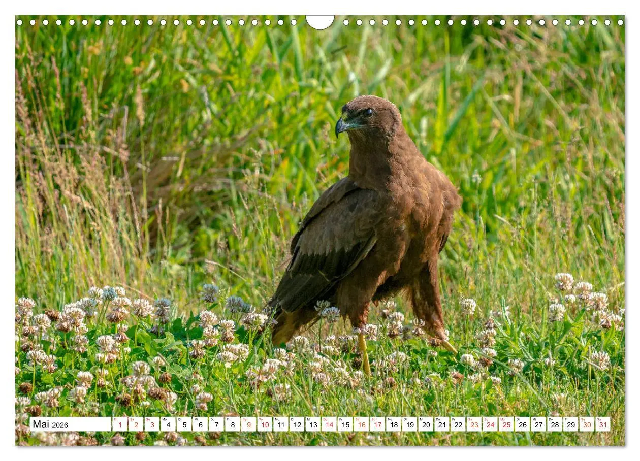 Bild: 9783457677018 | Heimische GREIFVÖGEL Adler Milan Bussard Weihe Sperber...