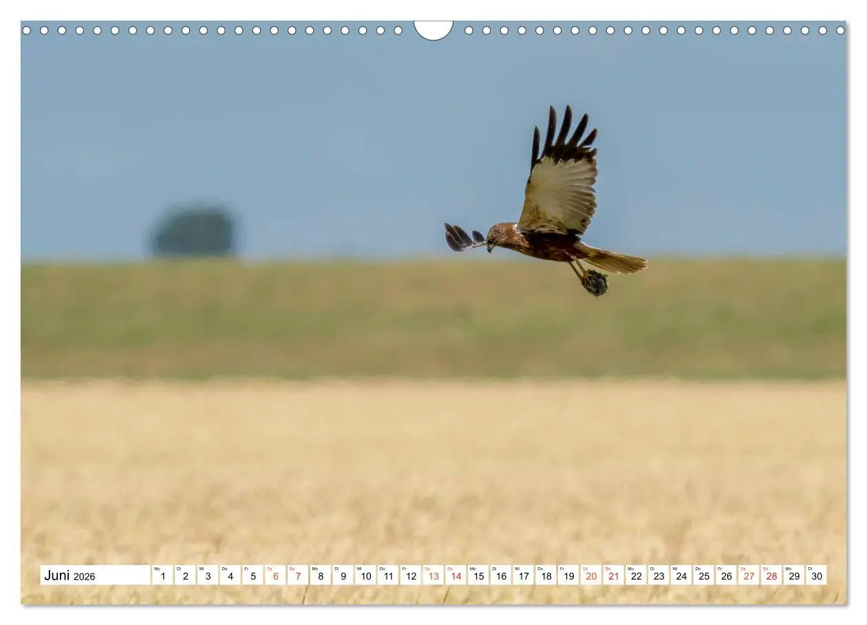 Bild: 9783457677018 | Heimische GREIFVÖGEL Adler Milan Bussard Weihe Sperber...