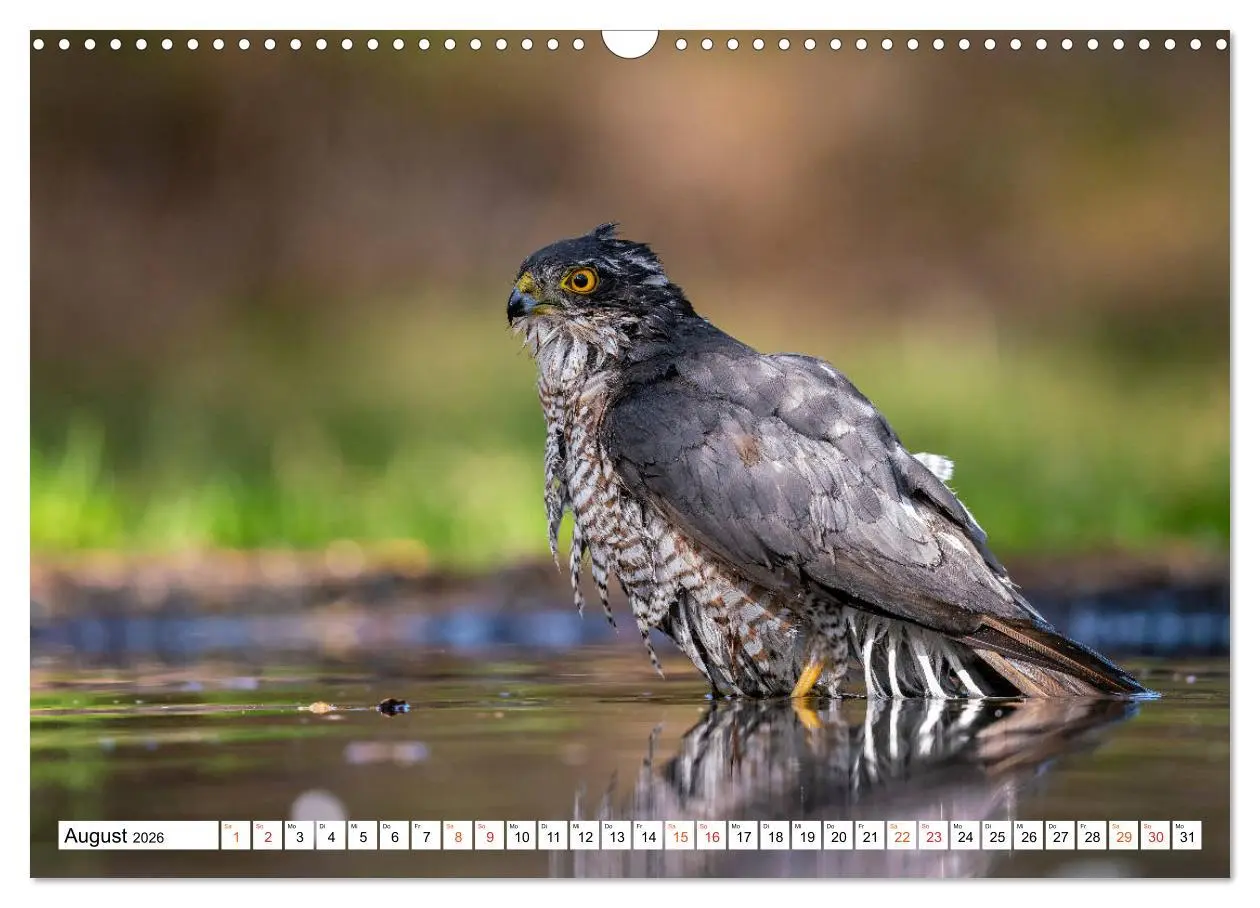 Bild: 9783457677018 | Heimische GREIFVÖGEL Adler Milan Bussard Weihe Sperber...