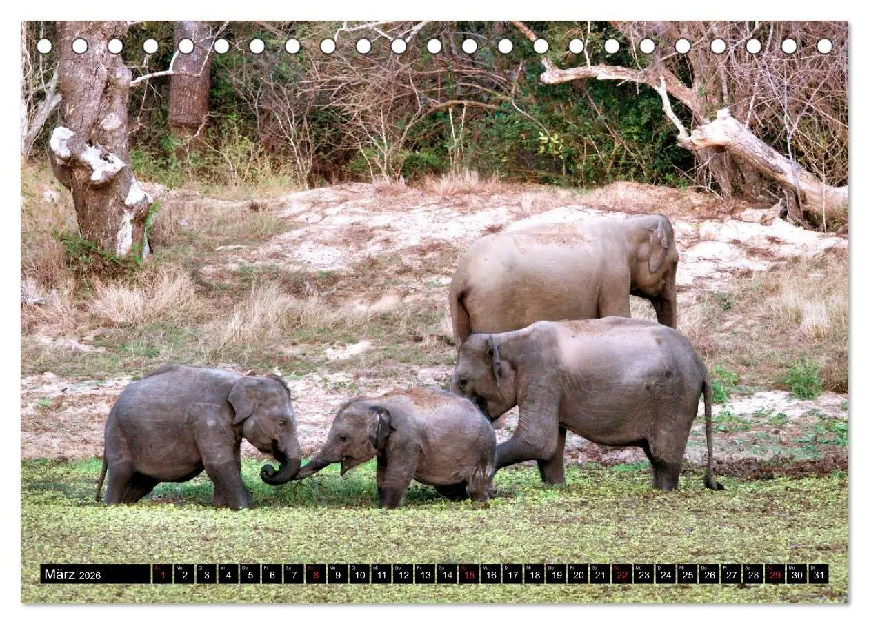 Bild: 9783457987018 | Sri Lanka - Highlights (Tischkalender 2026 DIN A5 quer), CALVENDO...