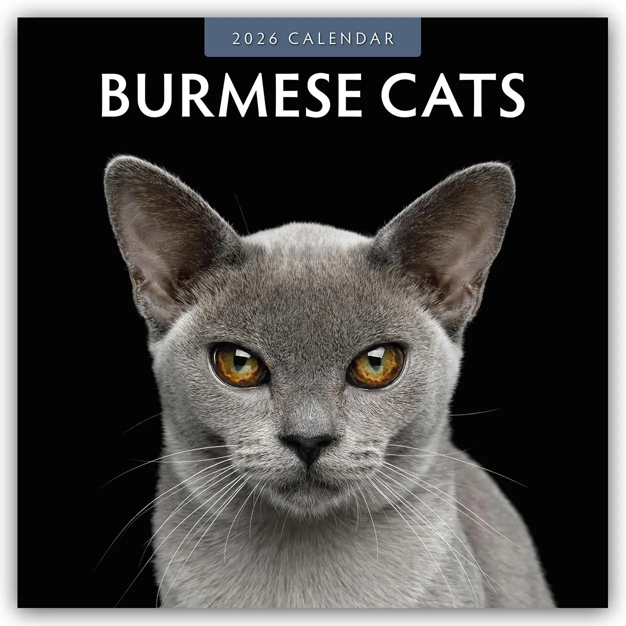 Cover: 9781804427118 | Burmese Cats 2026 Square Wall Calendar | Red Robin | Taschenbuch