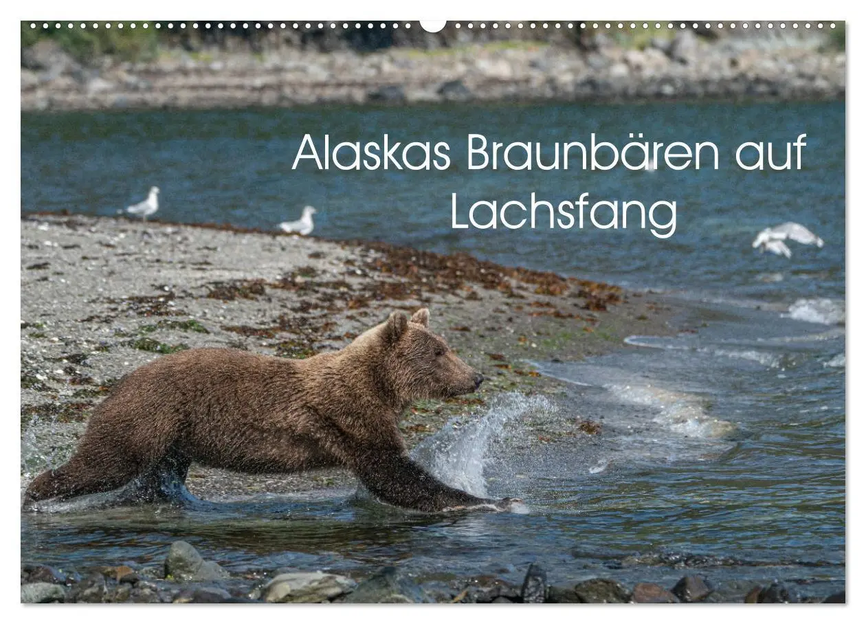 Cover: 9783435187218 | Grizzlybären im Katmai Nationalpark Alaska (Wandkalender 2025 DIN...