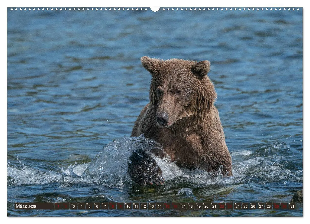 Bild: 9783435187218 | Grizzlybären im Katmai Nationalpark Alaska (Wandkalender 2025 DIN...