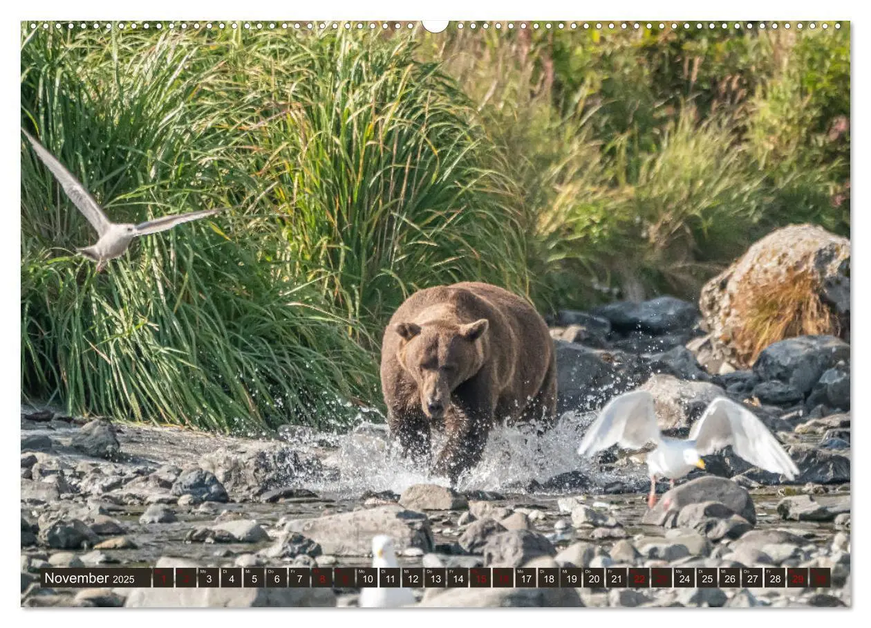 Bild: 9783435187218 | Grizzlybären im Katmai Nationalpark Alaska (Wandkalender 2025 DIN...