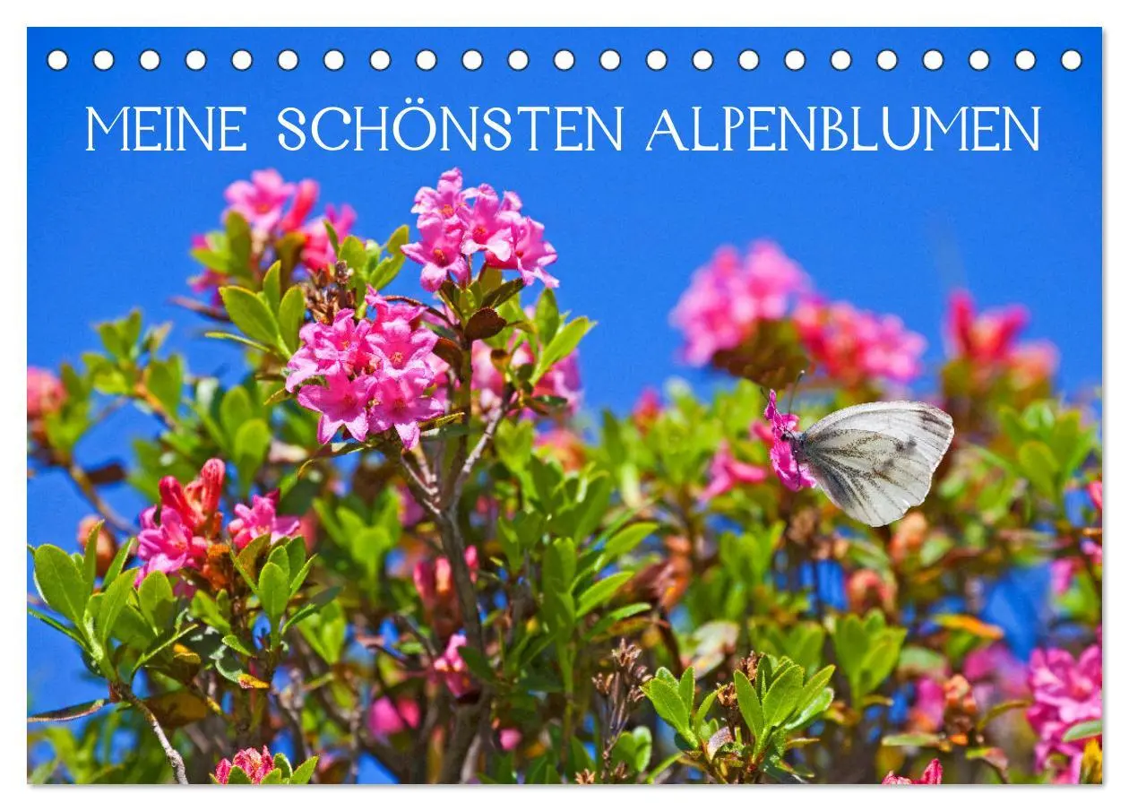 Cover: 9783457277218 | Meine schönsten Alpenblumen (Tischkalender 2026 DIN A5 quer),...