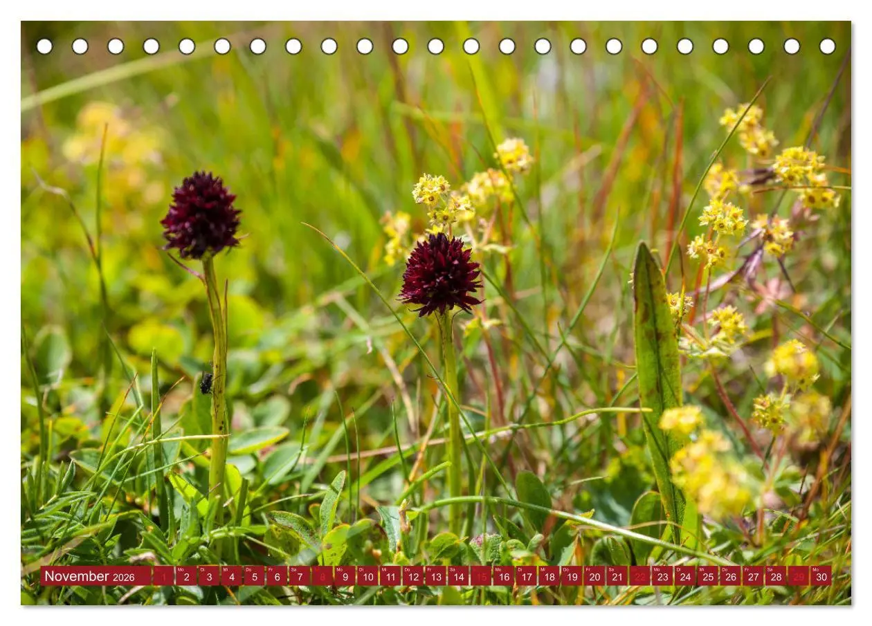 Bild: 9783457277218 | Meine schönsten Alpenblumen (Tischkalender 2026 DIN A5 quer),...