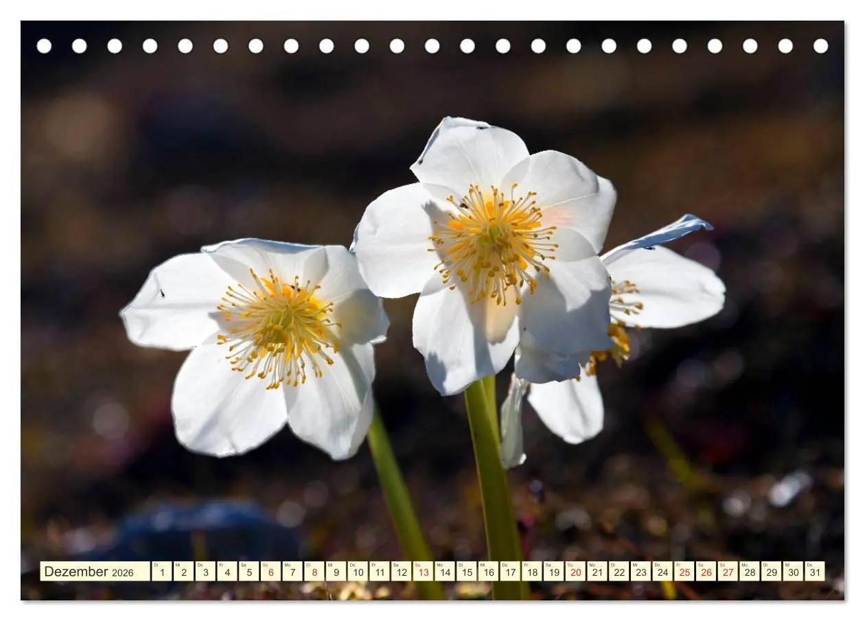 Bild: 9783457277218 | Meine schönsten Alpenblumen (Tischkalender 2026 DIN A5 quer),...