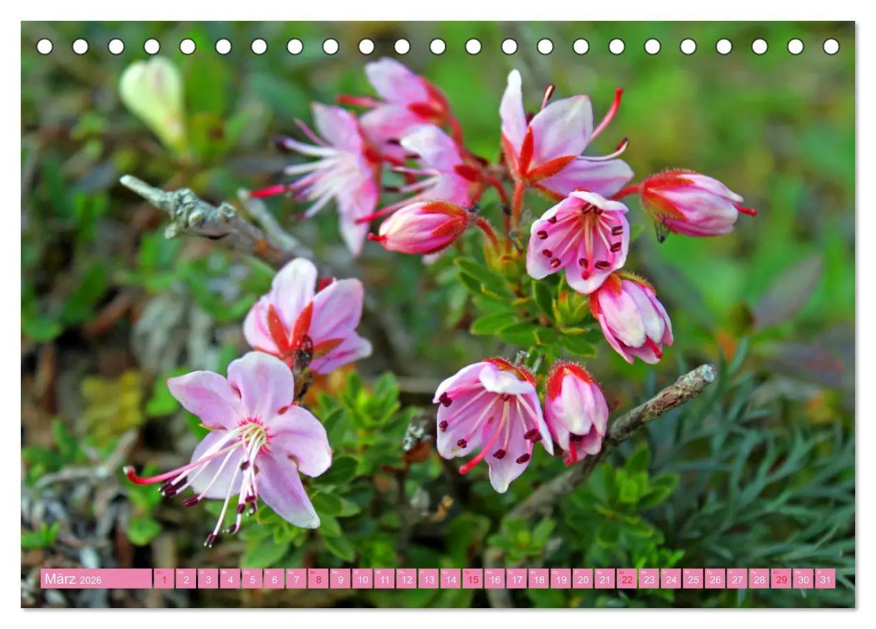 Bild: 9783457277218 | Meine schönsten Alpenblumen (Tischkalender 2026 DIN A5 quer),...