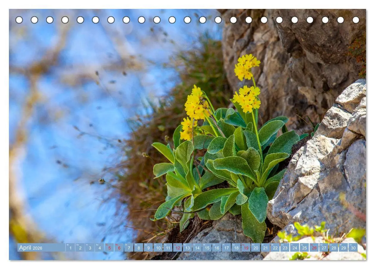 Bild: 9783457277218 | Meine schönsten Alpenblumen (Tischkalender 2026 DIN A5 quer),...