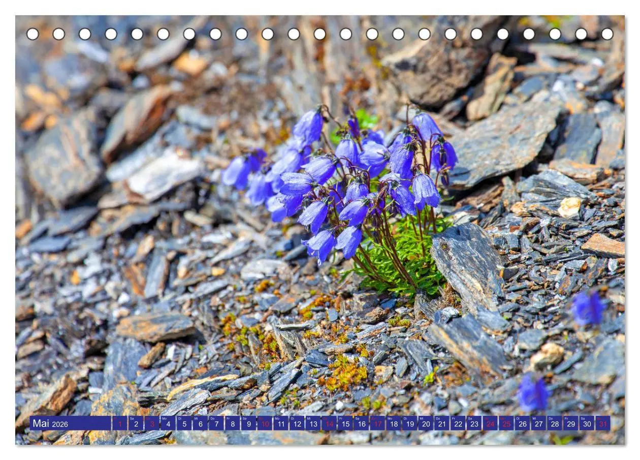 Bild: 9783457277218 | Meine schönsten Alpenblumen (Tischkalender 2026 DIN A5 quer),...