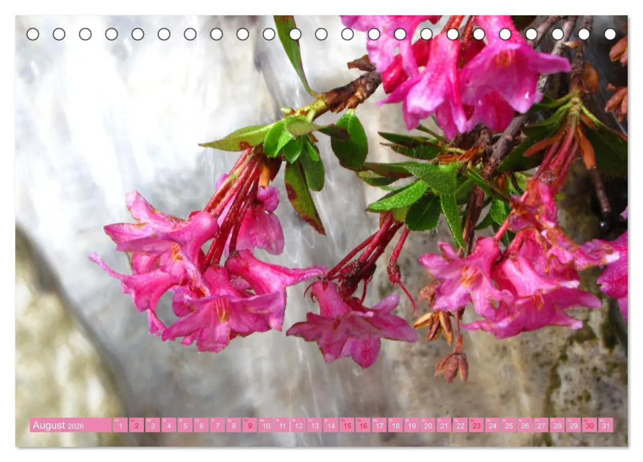 Bild: 9783457277218 | Meine schönsten Alpenblumen (Tischkalender 2026 DIN A5 quer),...