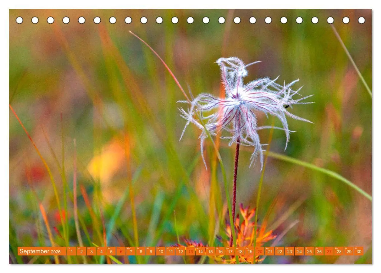 Bild: 9783457277218 | Meine schönsten Alpenblumen (Tischkalender 2026 DIN A5 quer),...