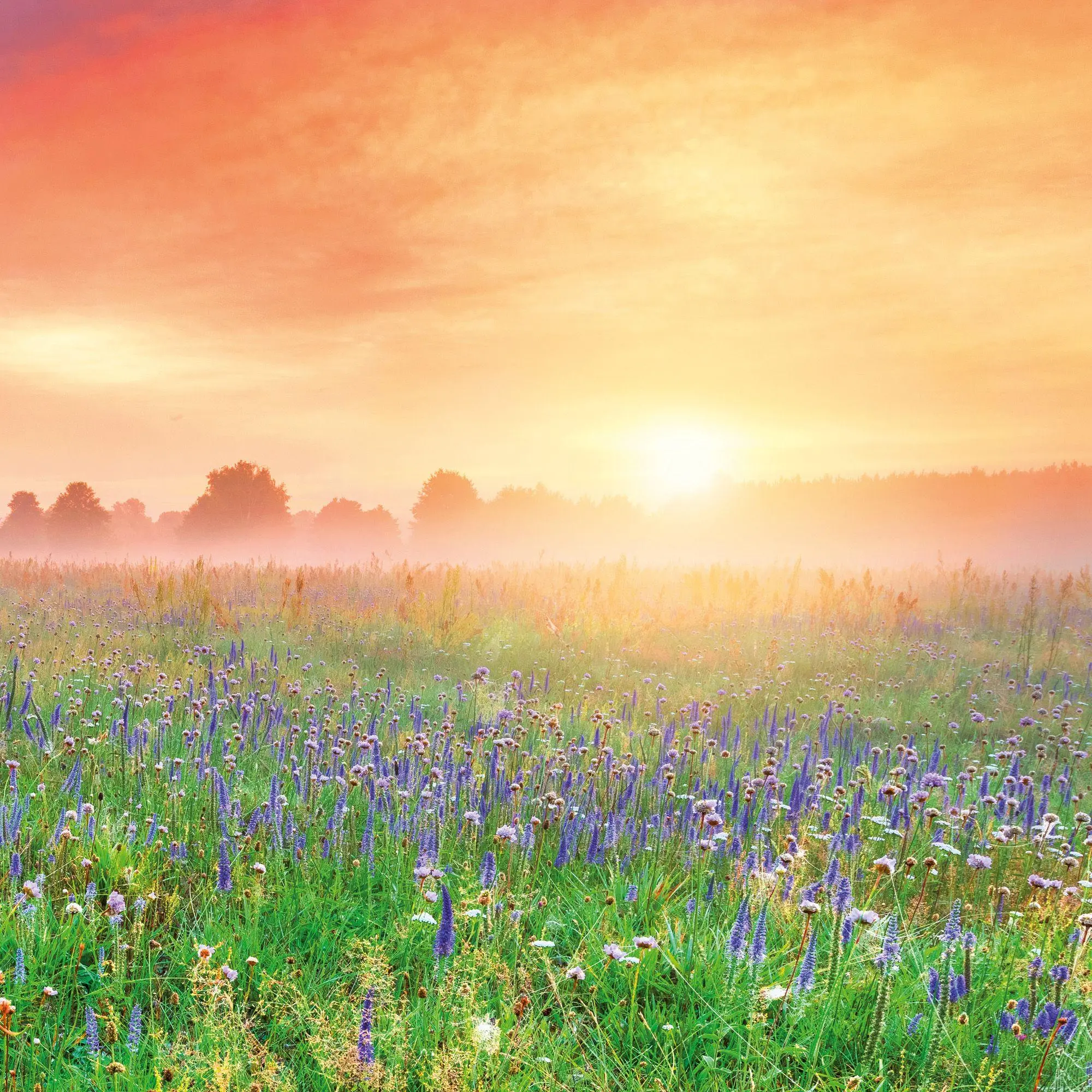 Bild: 9783959297318 | Die Sonne geht auf / Sunrise 2027 | Kalender 2027 | Kalender | 28 S.