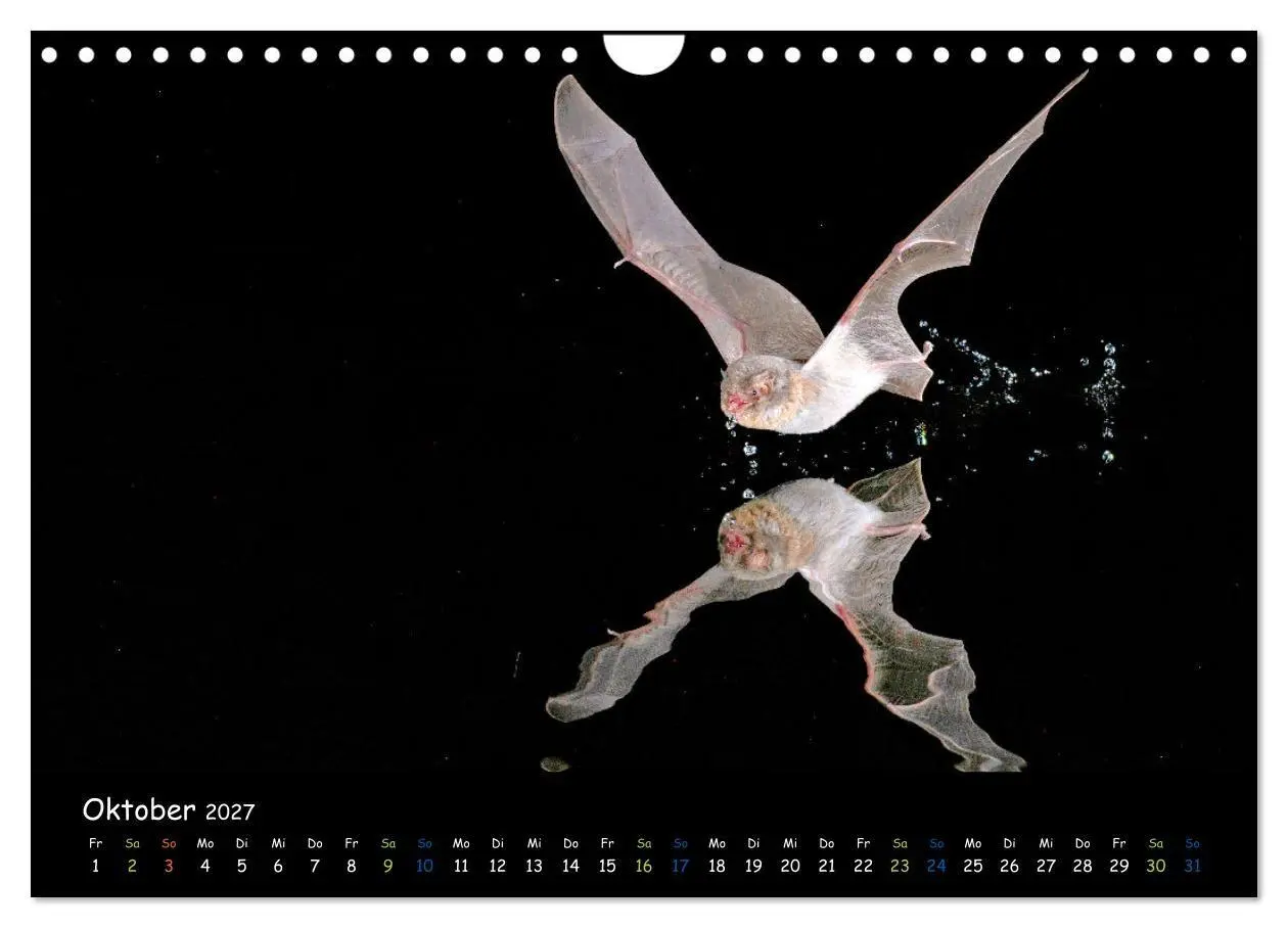 Bild: 9783569057418 | Fledermäuse - kleine Vampire (Wandkalender 2027 DIN A4 quer),...