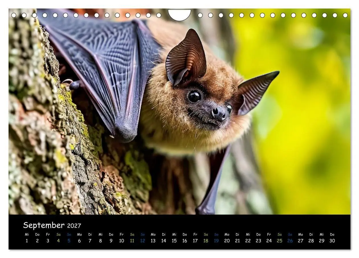 Bild: 9783569057418 | Fledermäuse - kleine Vampire (Wandkalender 2027 DIN A4 quer),...