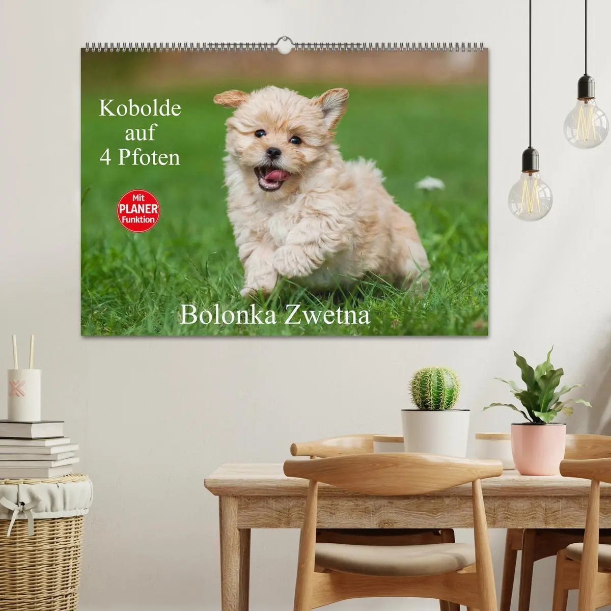 Bild: 9783516007718 | Kobolde auf 4 Pfoten - Bolonka Zwetna (Wandkalender 2026 DIN A2...