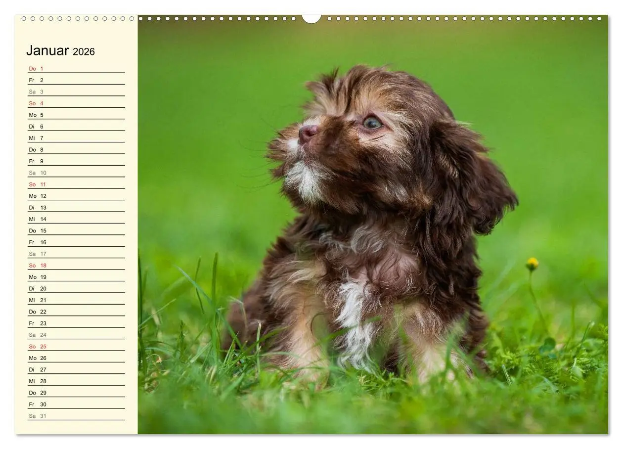 Bild: 9783516007718 | Kobolde auf 4 Pfoten - Bolonka Zwetna (Wandkalender 2026 DIN A2...