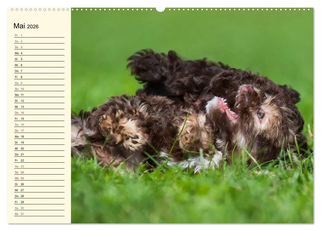 Bild: 9783516007718 | Kobolde auf 4 Pfoten - Bolonka Zwetna (Wandkalender 2026 DIN A2...