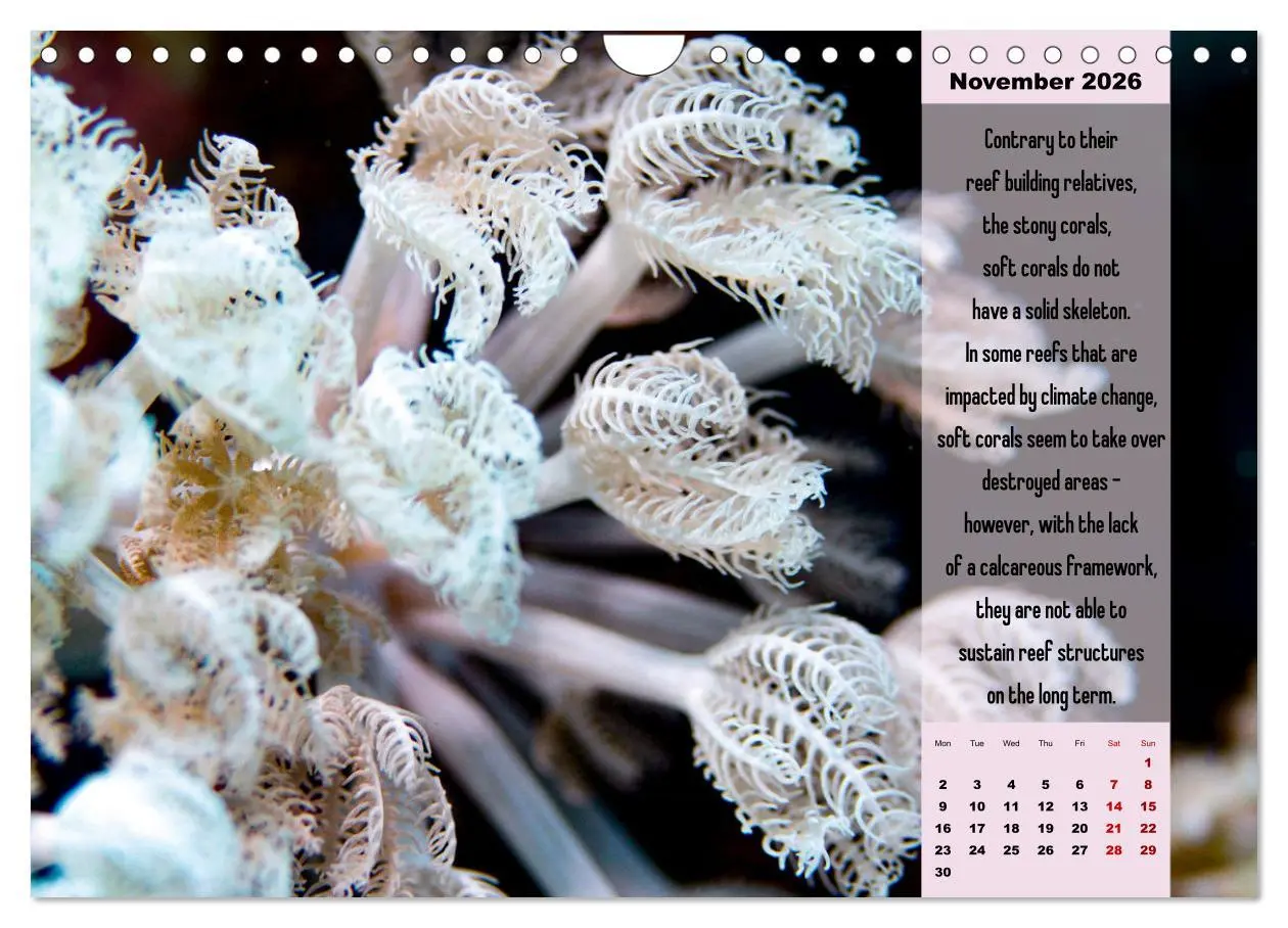Bild: 9783516557718 | Diving into the Red Sea (Wall Calendar 2026 DIN A4 landscape),...