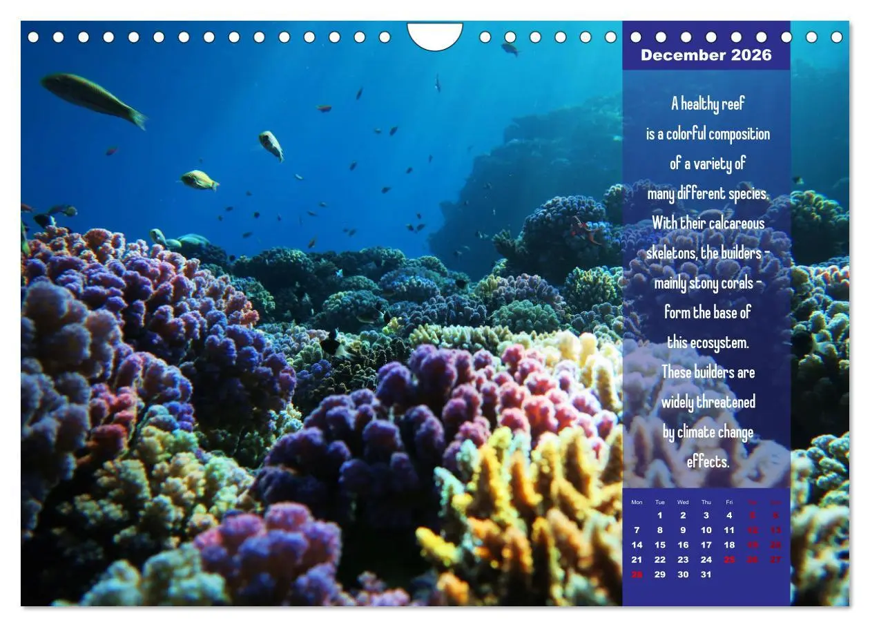 Bild: 9783516557718 | Diving into the Red Sea (Wall Calendar 2026 DIN A4 landscape),...