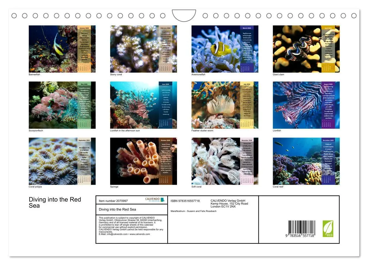 Bild: 9783516557718 | Diving into the Red Sea (Wall Calendar 2026 DIN A4 landscape),...