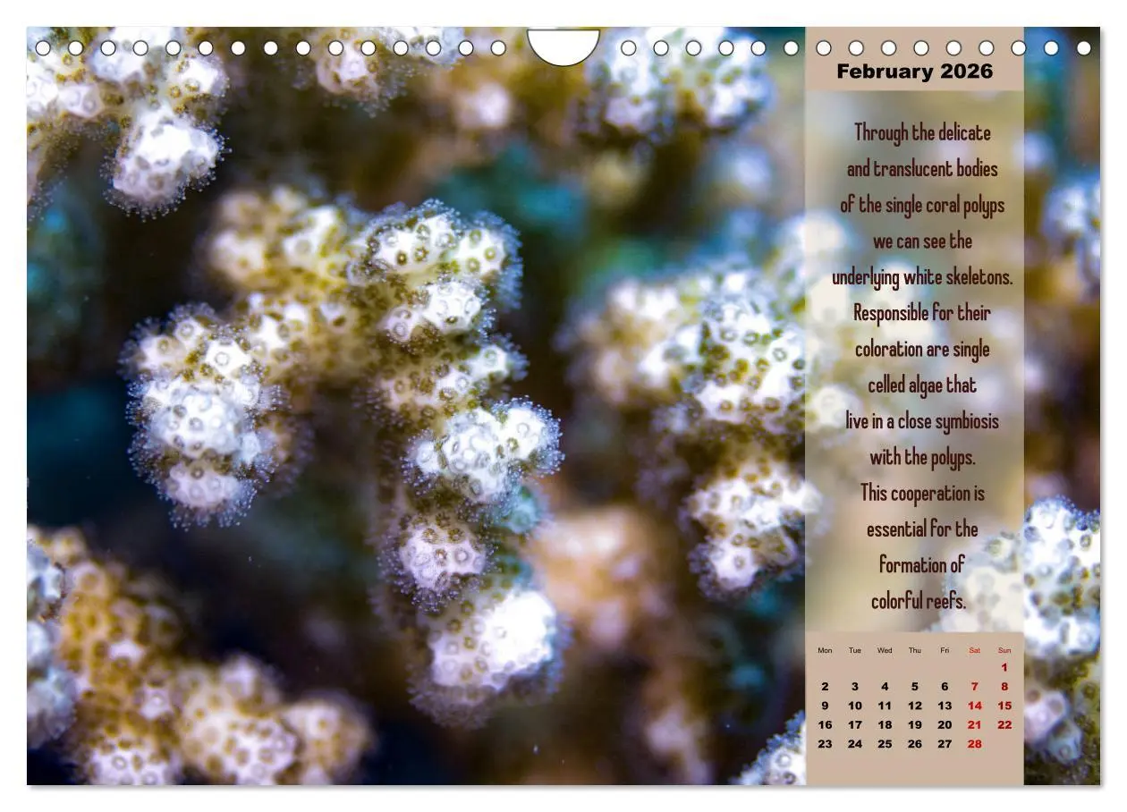 Bild: 9783516557718 | Diving into the Red Sea (Wall Calendar 2026 DIN A4 landscape),...