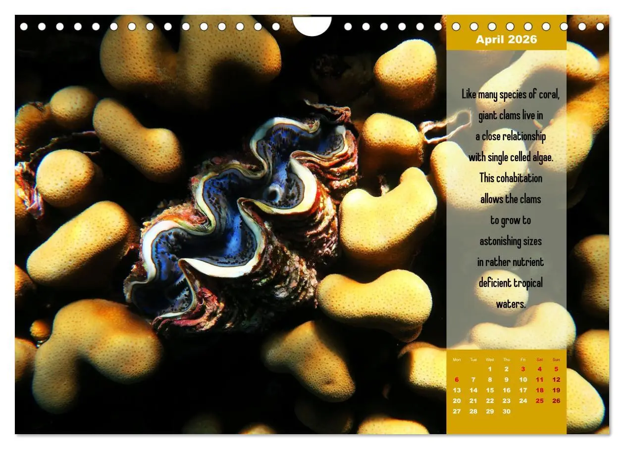 Bild: 9783516557718 | Diving into the Red Sea (Wall Calendar 2026 DIN A4 landscape),...