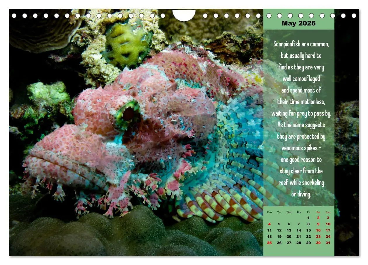 Bild: 9783516557718 | Diving into the Red Sea (Wall Calendar 2026 DIN A4 landscape),...