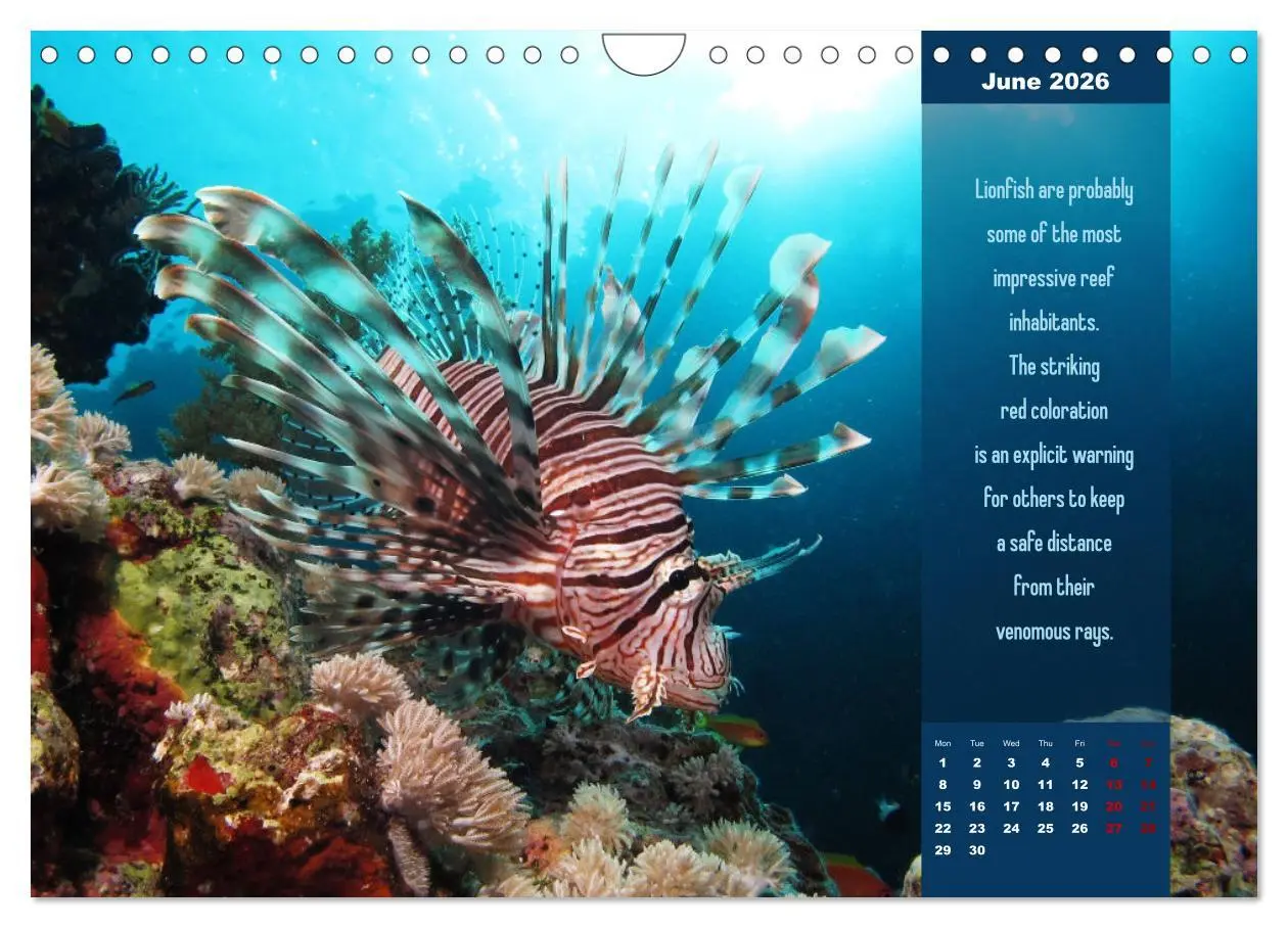 Bild: 9783516557718 | Diving into the Red Sea (Wall Calendar 2026 DIN A4 landscape),...