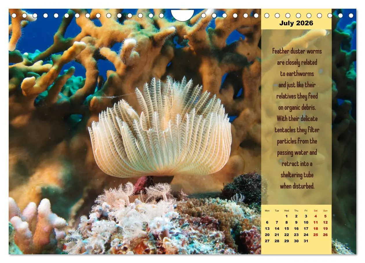 Bild: 9783516557718 | Diving into the Red Sea (Wall Calendar 2026 DIN A4 landscape),...