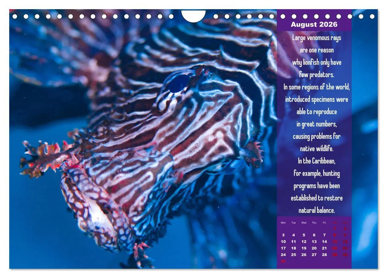 Bild: 9783516557718 | Diving into the Red Sea (Wall Calendar 2026 DIN A4 landscape),...