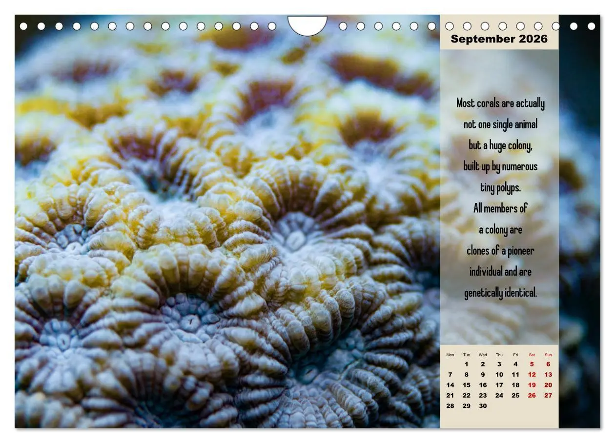 Bild: 9783516557718 | Diving into the Red Sea (Wall Calendar 2026 DIN A4 landscape),...