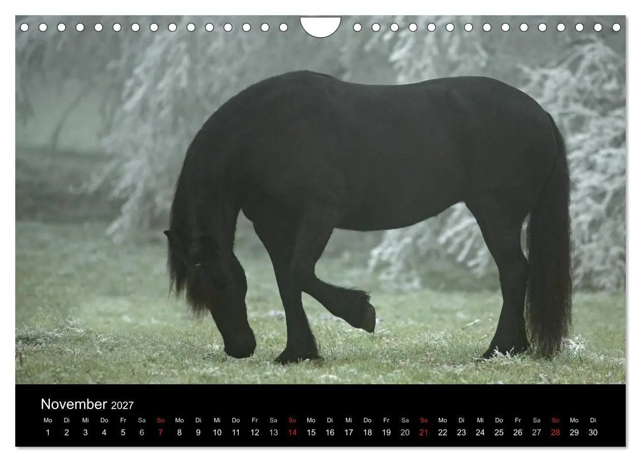 Bild: 9783569957718 | Friesen - Schönheit, Kraft und Eleganz (Wandkalender 2027 DIN A4...