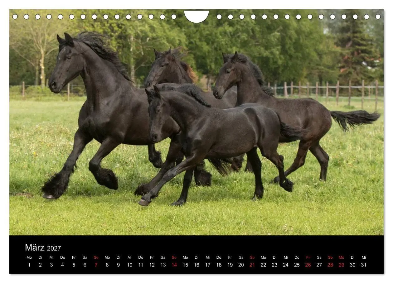 Bild: 9783569957718 | Friesen - Schönheit, Kraft und Eleganz (Wandkalender 2027 DIN A4...