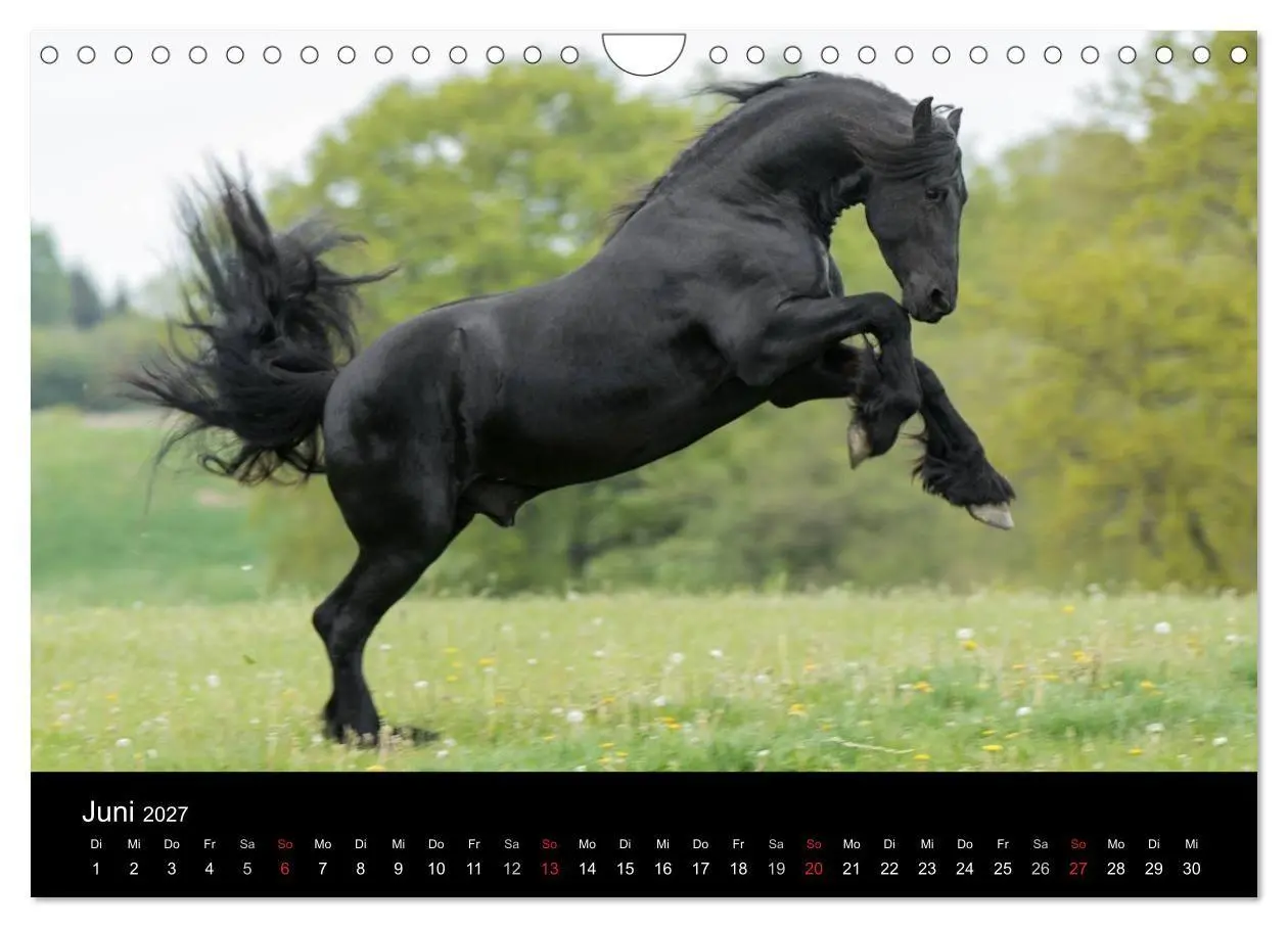 Bild: 9783569957718 | Friesen - Schönheit, Kraft und Eleganz (Wandkalender 2027 DIN A4...