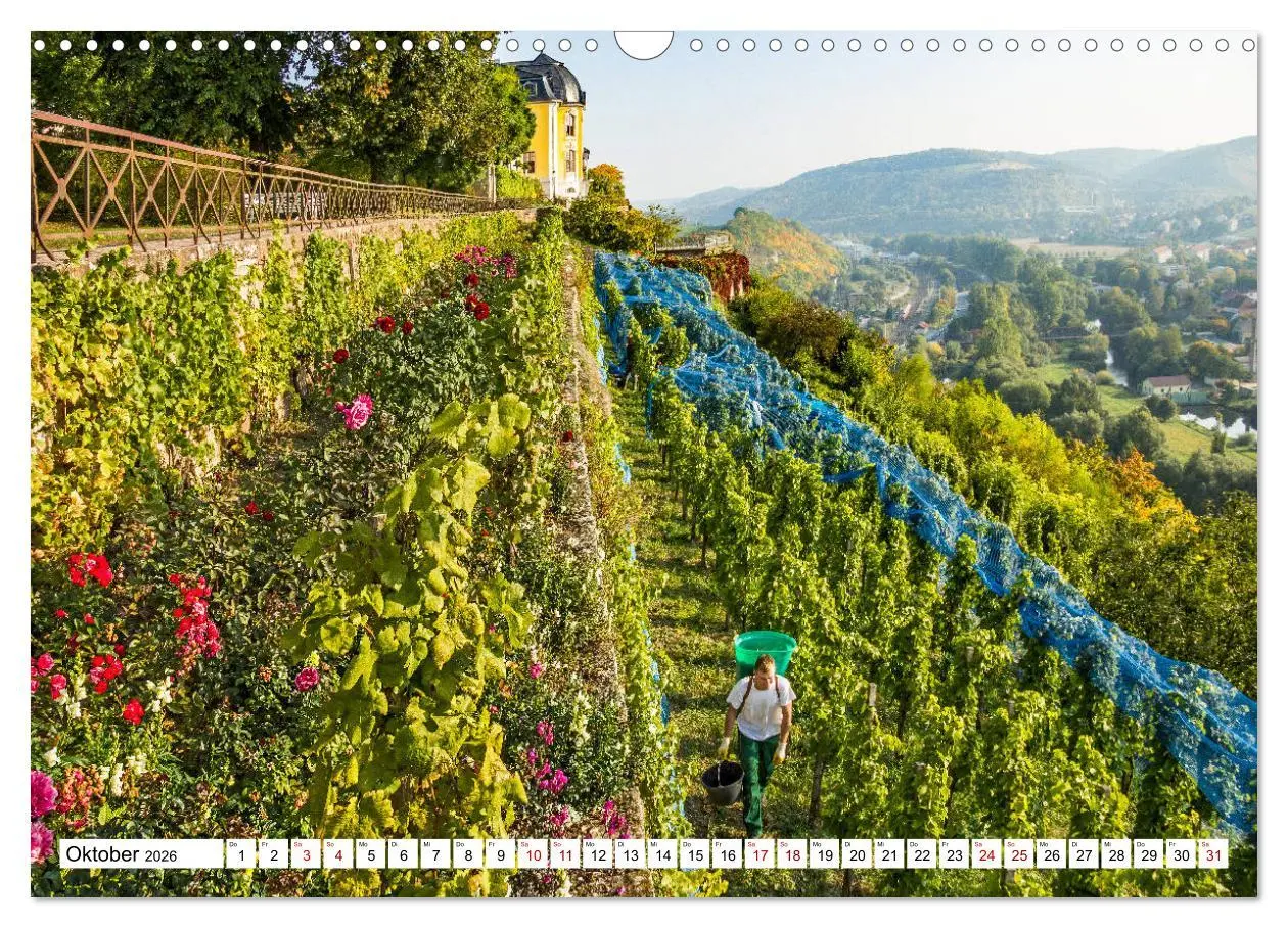 Bild: 9783457907818 | Weinberge um Jena (Wandkalender 2026 DIN A3 quer), CALVENDO...