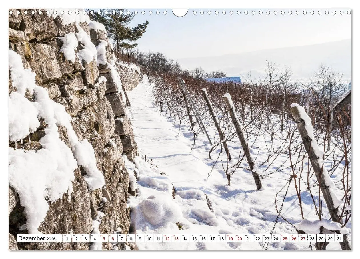 Bild: 9783457907818 | Weinberge um Jena (Wandkalender 2026 DIN A3 quer), CALVENDO...