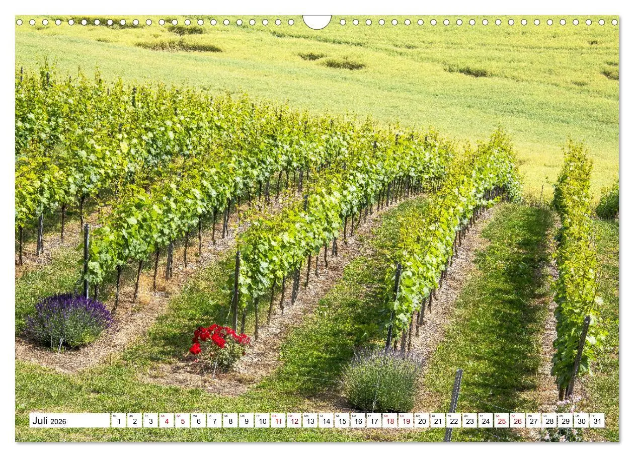Bild: 9783457907818 | Weinberge um Jena (Wandkalender 2026 DIN A3 quer), CALVENDO...
