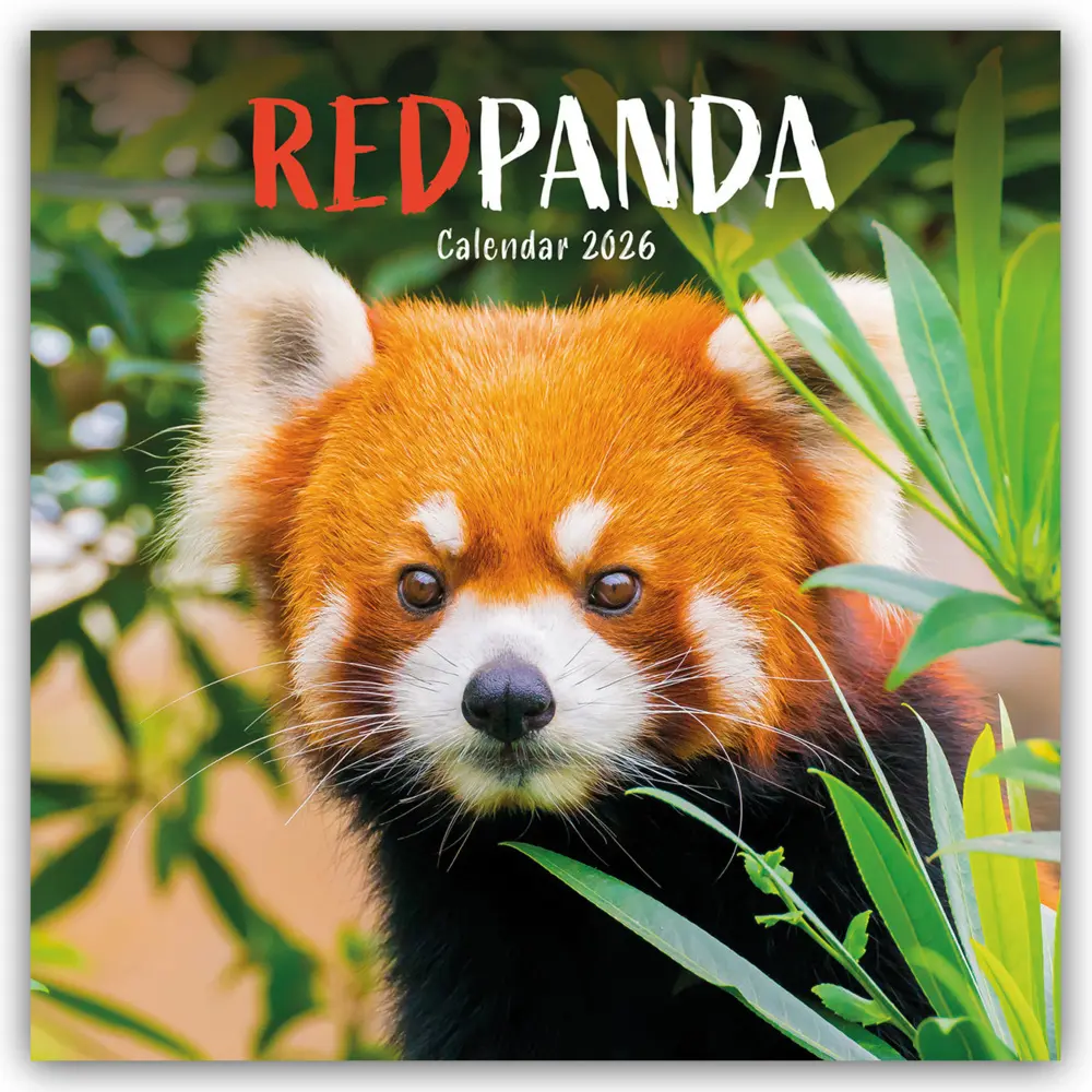 Cover: 9781529847918 | Red Panda - Rote Pandas - Rote Pandabären 2026 - Wand-Kalender | 14 S.