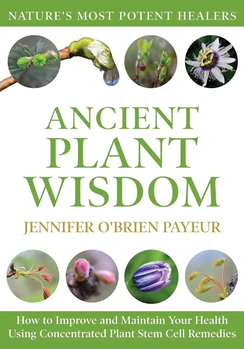 Cover: 9781662957918 | Ancient Plant Wisdom | Jennifer O'Brien Payeur | Taschenbuch | 2025